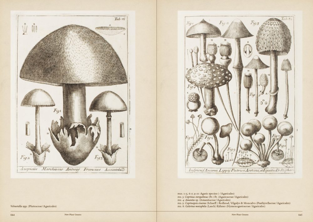 Mushroom Botanical Art by Toshimitsu Fukiharu