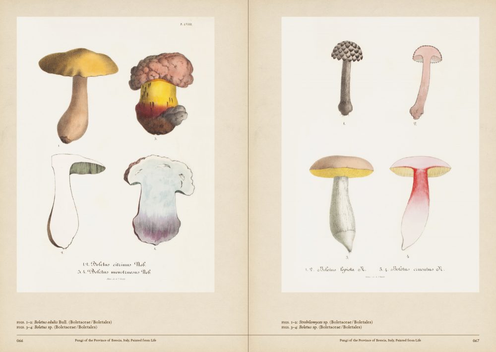 Mushroom Botanical Art by Toshimitsu Fukiharu