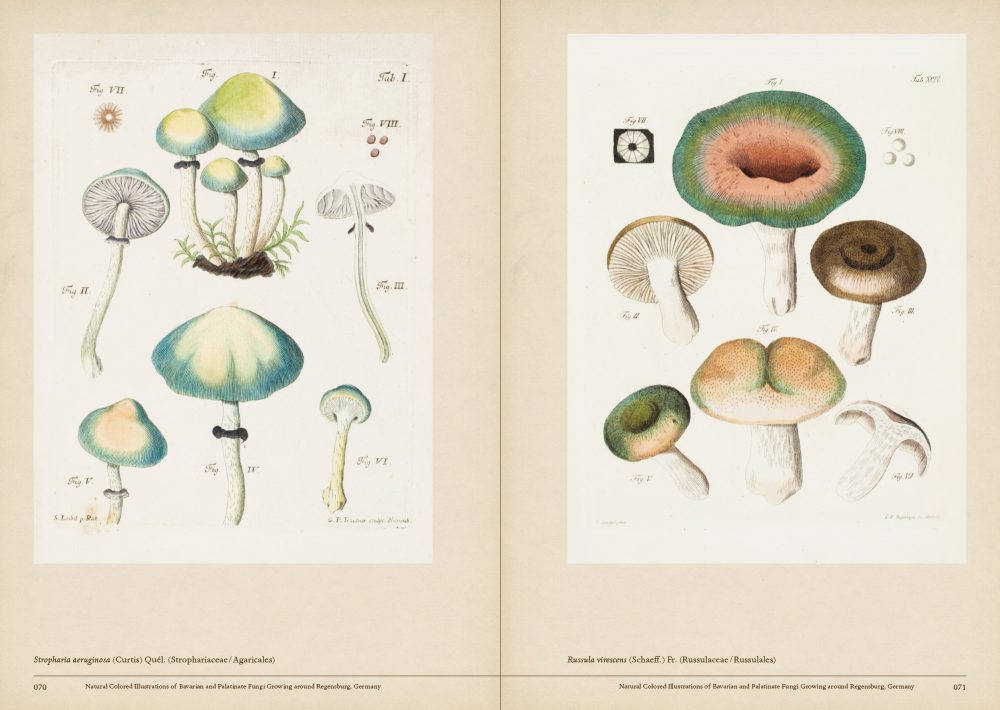 Mushroom Botanical Art by Toshimitsu Fukiharu