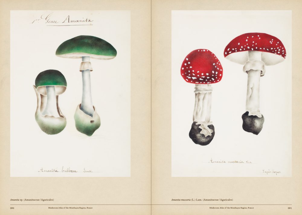 Mushroom Botanical Art by Toshimitsu Fukiharu
