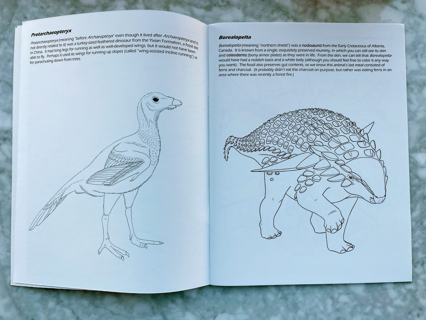 The Dinosaur Coloring Book by Clara Takahashi